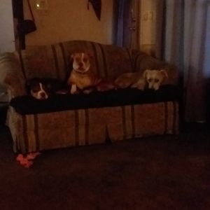 Meet your Posher, Donna